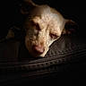 dog, sleeping, closeup, pet, animal, face, relaxation, cozy, calm, fur, portrait, rest, canine, cute, domestic_animal, peaceful, indoor, soft_light, dark_background, snout