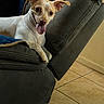 Honey joined the competition — help win amazing prizes! dog, pet, indoor, couch, tongue_out, happy, ears, tile_floor, beige_wall, relaxed, canine, fur, mammal, domestic_animal, resting, smiling, home, animal, companion, cute