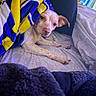 Honey joined the competition — help win amazing prizes! dog, blanket, bed, fur, pet, resting, cozy, indoor, cute, paw, sleepy, fabric, comfort, animal, canine, snuggle, pattern, relaxation, ears, light