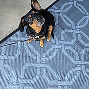 Roxy joined the competition — help win amazing prizes! dog, pet, black_and_tan, small_dog, leash, sitting, looking_up, ear_up, curious, indoor, rug, patterned_rug, floor, slippers, feet, cozy, companion, animal, cute, friendly