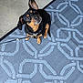 dog, pet, black_and_tan, small_dog, leash, sitting, looking_up, ear_up, curious, indoor, rug, patterned_rug, floor, slippers, feet, cozy, companion, animal, cute, friendly