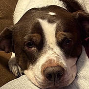 Lucy joined the competition — help win amazing prizes! animal, brown_and_white, calm, canine, close_up, companion, cozy, cute, dog, ears, face, friend, fur, indoor, nose, pet, portrait, resting, sleepy, soft_surface