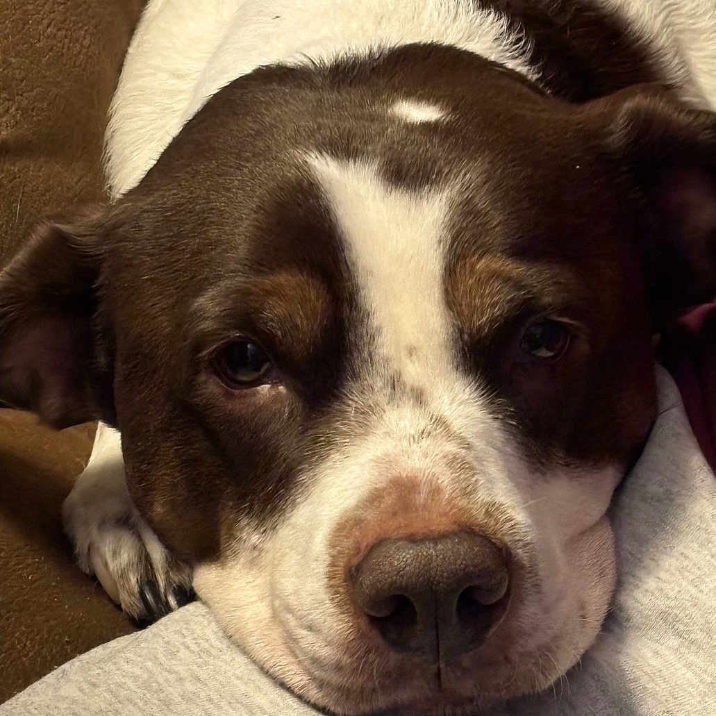 Lucy joined the competition — help win amazing prizes! animal, brown_and_white, calm, canine, close_up, companion, cozy, cute, dog, ears, face, friend, fur, indoor, nose, pet, portrait, resting, sleepy, soft_surface