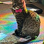 Tater Tot joined the competition — help win amazing prizes! animal, bow_tie, carpet, cat, closeup, collar, colorful, cozy, decor, feline, floor, household, indoor, pet, plastic_wrap, rainbow_light, reflection, side_view, sitting, tabby
