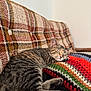 Tater Tot is registered to the contest to win money with this photo: animal, cat, comfort, couch, cozy, cute, feline, fur, home, indoor, knitted_blanket, pattern, pet, plaid, relaxation, resting, sleeping, soft, striped, tabby_cat
