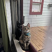 Tater Tot is registered to the contest to win money with this photo: animal, black_cat, cat, collar, curious, curtains, daylight, domestic, feline, home_interior, indoor, kitten, mesh_screen, pet, sitting, tabby_cat, window, windowsill, wooden_deck, young_cat
