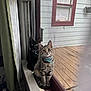 animal, black_cat, cat, collar, curious, curtains, daylight, domestic, feline, home_interior, indoor, kitten, mesh_screen, pet, sitting, tabby_cat, window, windowsill, wooden_deck, young_cat