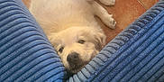 Naya participe au concours pour gagner de l'argent avec cette photo : puppy, dog, white_dog, cushion, blue_cushion, tile_floor, floor, pet, young_dog, cute, sleepy, resting, indoors, cozy, small_dog, fur, animal, laying_down, head, nose
