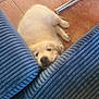 puppy, dog, white_dog, cushion, blue_cushion, tile_floor, floor, pet, young_dog, cute, sleepy, resting, indoors, cozy, small_dog, fur, animal, laying_down, head, nose