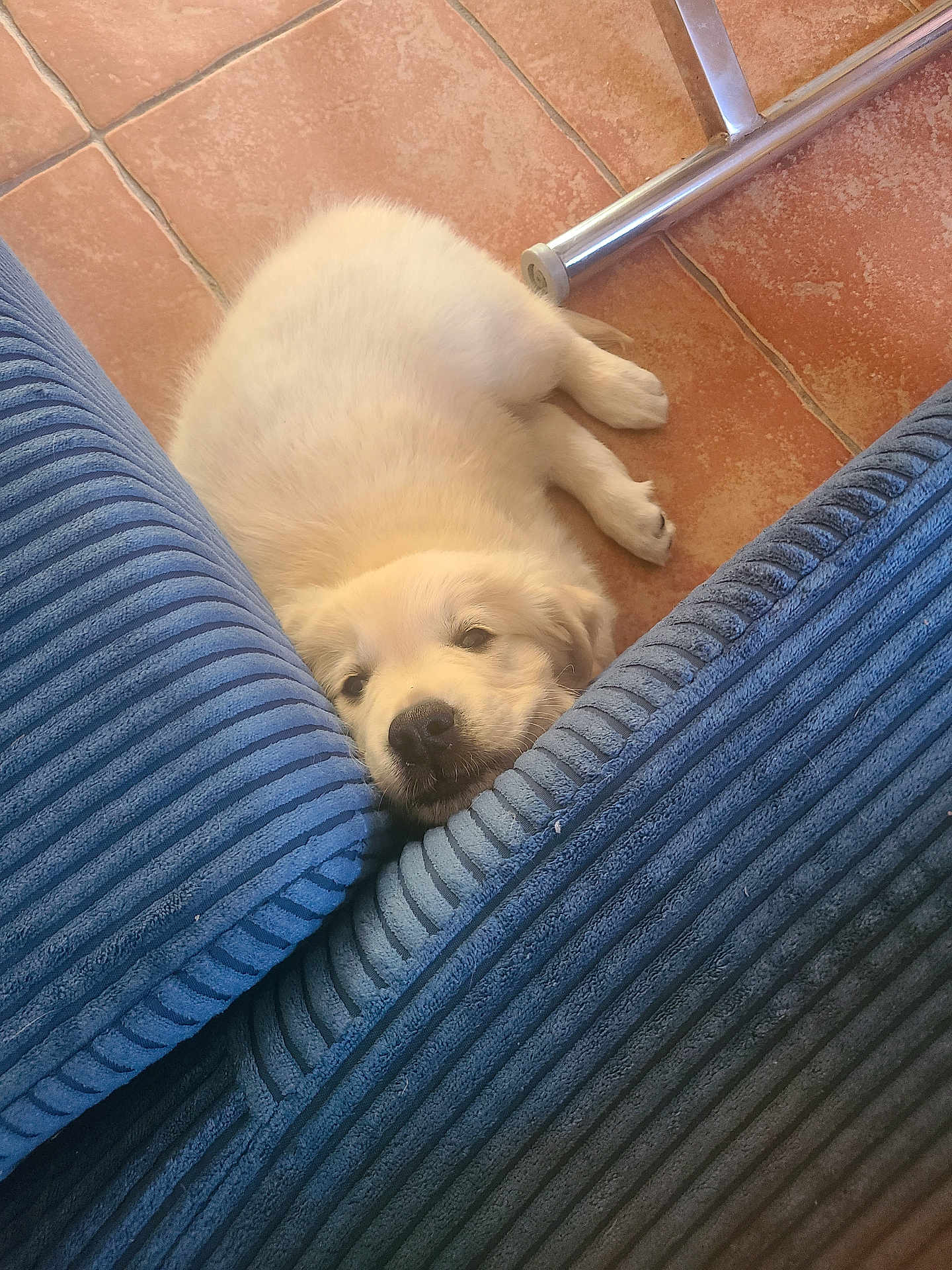 Naya participe au concours pour gagner de l'argent avec cette photo : puppy, dog, white_dog, cushion, blue_cushion, tile_floor, floor, pet, young_dog, cute, sleepy, resting, indoors, cozy, small_dog, fur, animal, laying_down, head, nose