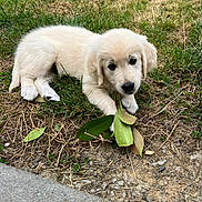 Naya participe au concours pour gagner de l'argent avec cette photo : puppy, dog, grass, leaf, outdoor, cute, animal, young, pet, nature, curious, lying_down, fur, canine, small, adorable, playful, sidewalk, ground, daylight
