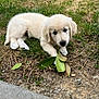puppy, dog, grass, leaf, outdoor, cute, animal, young, pet, nature, curious, lying_down, fur, canine, small, adorable, playful, sidewalk, ground, daylight