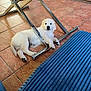Naya participe au concours pour gagner de l'argent avec cette photo : puppy, dog, white_dog, floor, tile_floor, metal_chair, blue_cushion, indoor, pet, cute, relaxed, lying_down, young_dog, paw, fur, domestic_animal, companion, home, animal, resting