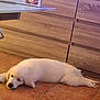 Naya participe au concours pour gagner de l'argent avec cette photo : animal, box, cabinet, cozy, cute, dog, floor, fur, furniture, home, indoor, lying_down, pet, puppy, resting, sleepy, table, tile, white, young