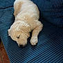 Naya participe au concours pour gagner de l'argent avec cette photo : animal, blue_couch, canine, comfort, couch, cozy, cute, dog, domestic_animal, floor, fur, home, indoor, pet, puppy, relaxation, resting, sleeping, tile_floor, young_dog