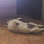 animal, belly_up, canine, comfort, cute, dog, domestic_animal, floor, fur, home, household, indoor, lying_down, mammal, paw, pet, relaxed, resting, sleeping, tile_floor