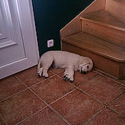 Naya a rejoint le concours — aidez-le/la à gagner de superbes lots ! canine, corner, cozy, cute, dog, floor, home, indoors, peaceful, pet, puppy, quiet, relaxation, resting, sleeping, stairs, tile_floor, white_door, wood, young_dog