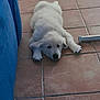Naya a rejoint le concours — aidez-le/la à gagner de superbes lots ! puppy, dog, white, floor, tile_floor, indoor, couch, blue, resting, laying_down, pet, cute, animal, young_dog, fur, paw, snout, domestic_animal, relaxing, home