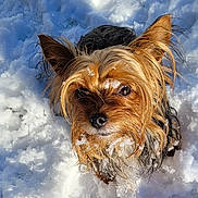 Sookie a rejoint le concours — aidez-le/la à gagner de superbes lots ! animal_photography, black_and_tan, close_up, cloudy_sky, cold_weather, dog, ears, eyes, fluffy, golden_brown, long_hair, nature, nose, outdoor, portrait, small_dog, snow, snowy_fur, winter, yorkshire_terrier