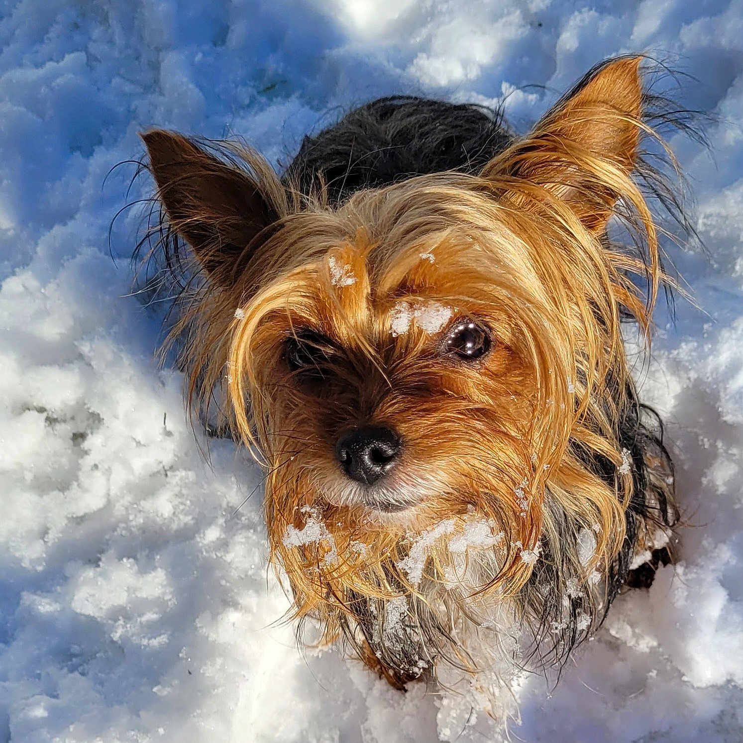 Sookie