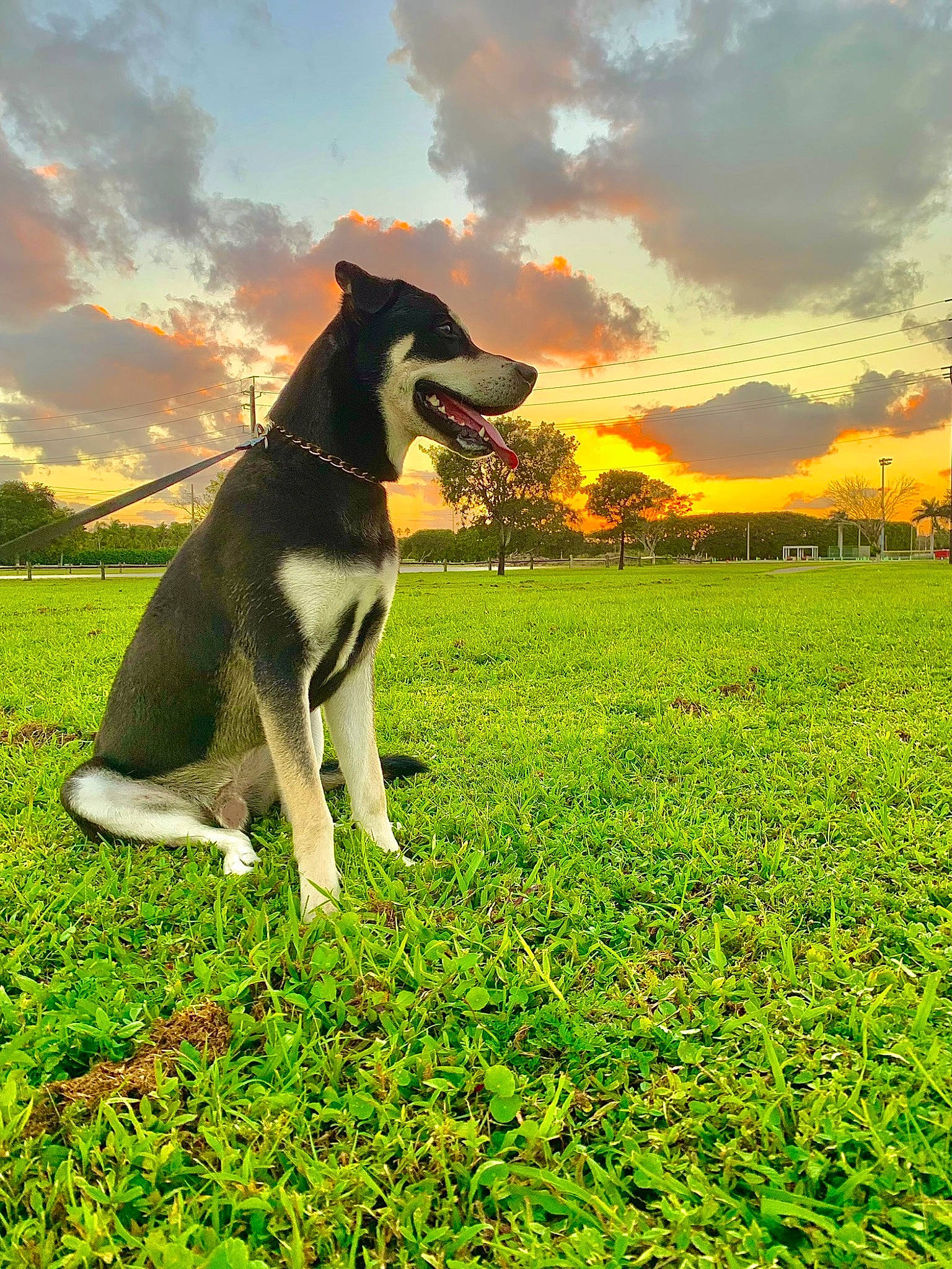 Aero is registered to the contest to win money with this photo: agriculture, canidae, carnivore, cloud, companion_dog, dog, dog_breed, field, grass, grassland, happy, landscape, meadow, natural_landscape, pasture, people_in_nature, plant, sky, sporting_group, tail