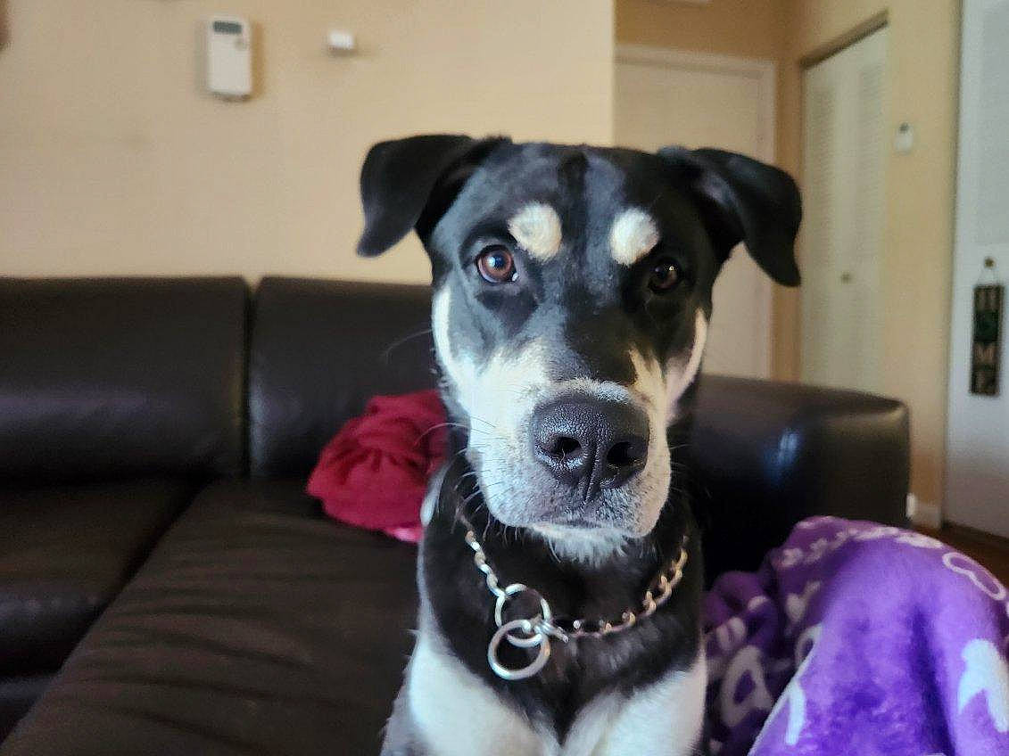 Aero joined the competition — help win amazing prizes! borador, canidae, carnivore, chair, collar, companion_dog, couch, dog, dog_breed, dog_collar, door, fur, guard_dog, non_sporting_group, snout, sporting_group, studio_couch, whiskers, working_animal, working_dog