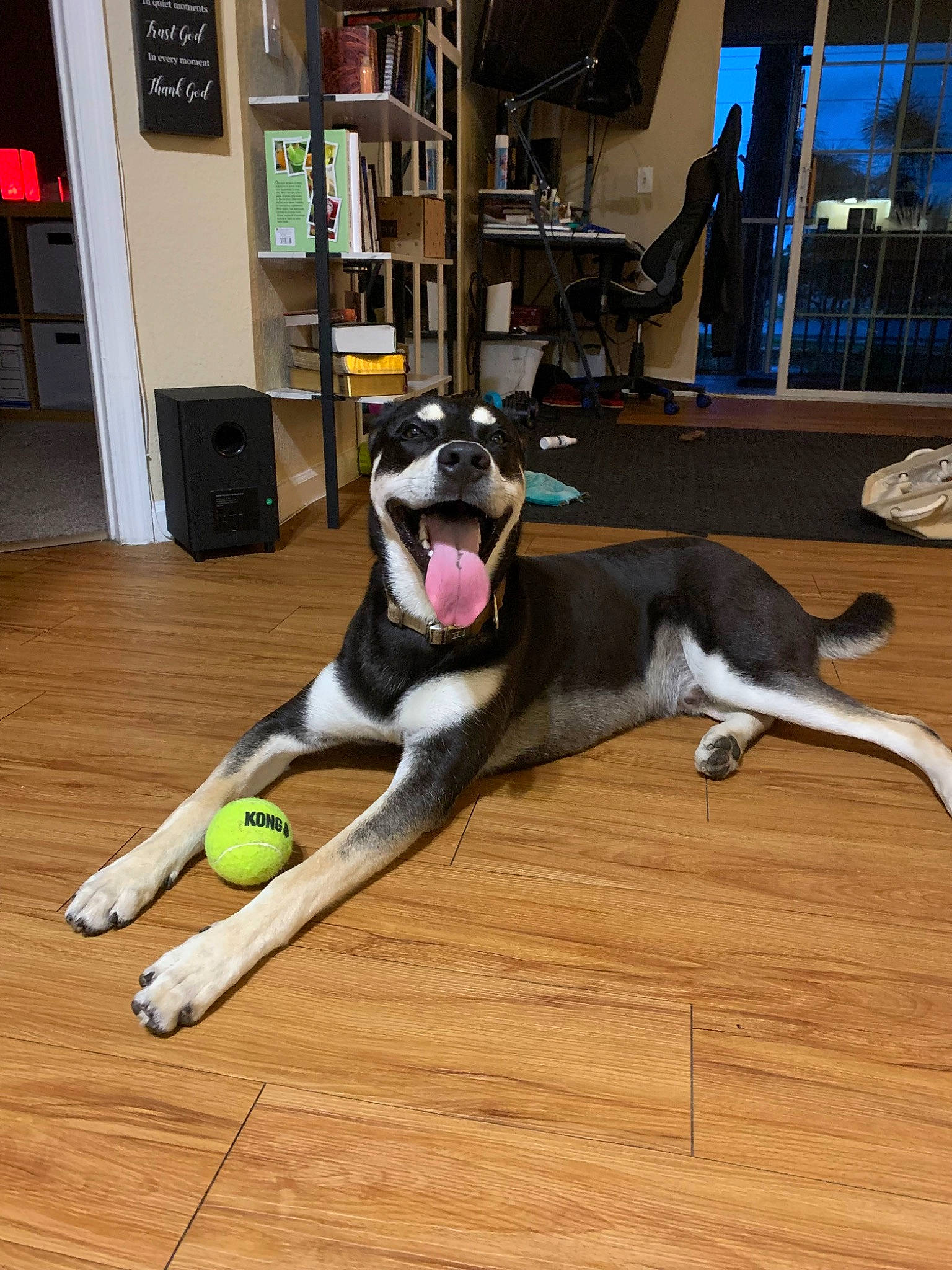 Aero is registered to the contest to win money with this photo: bookcase, canidae, carnivore, collar, comfort, companion_dog, dog, dog_breed, dog_supply, fawn, floor, flooring, hardwood, laminate_flooring, room, shelf, sporting_group, tail, wood, wood_flooring