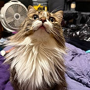 Chester joined the competition — help win amazing prizes! animal, bed, cat, cat_tree, close_up, curious, domestic, fan, fluffy, fur, furniture, indoor, looking_up, mammal, pet, purple_blanket, tabby, water_bottle, whiskers, wide_eyes