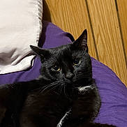 Sapphire is registered to the contest to win money with this photo: cat, black_cat, pet, indoor, animal, feline, resting, purple_blanket, wooden_floor, close_up, fur, whiskers, cute, domestic_cat, relaxed, portrait, laying_down, curious_eyes, soft_lighting, house