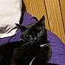 animal, black_cat, cat, close_up, curious_eyes, cute, domestic_cat, feline, fur, house, indoor, laying_down, pet, portrait, purple_blanket, relaxed, resting, soft_lighting, whiskers, wooden_floor