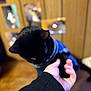 Sapphire is registered to the contest to win money with this photo: black_cat, cat, pet, animal, indoor, hand, human, blue_clothing, wooden_wall, blurred_background, paw, feline, cozy, close_up, touch, interaction, domestic, cute, soft_focus, gentle