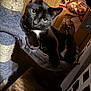 Sapphire joined the competition — help win amazing prizes! black_cat, cat_tree, hammock, indoor, wooden_wall, poster, sleeping_cat_poster, relaxed_cat, feline, pet, fur, whiskers, curious_eyes, cozy, home, furniture, animal, domestic_cat, close_up, resting