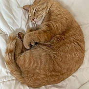 Ham joined the competition — help win amazing prizes! animal, bed, blanket, cat, cozy, curled_up, cute, domestic_cat, feline, ginger_cat, indoor, mammal, pet, relaxed, resting, sleep, sleeping, soft_fur, tail, whiskers