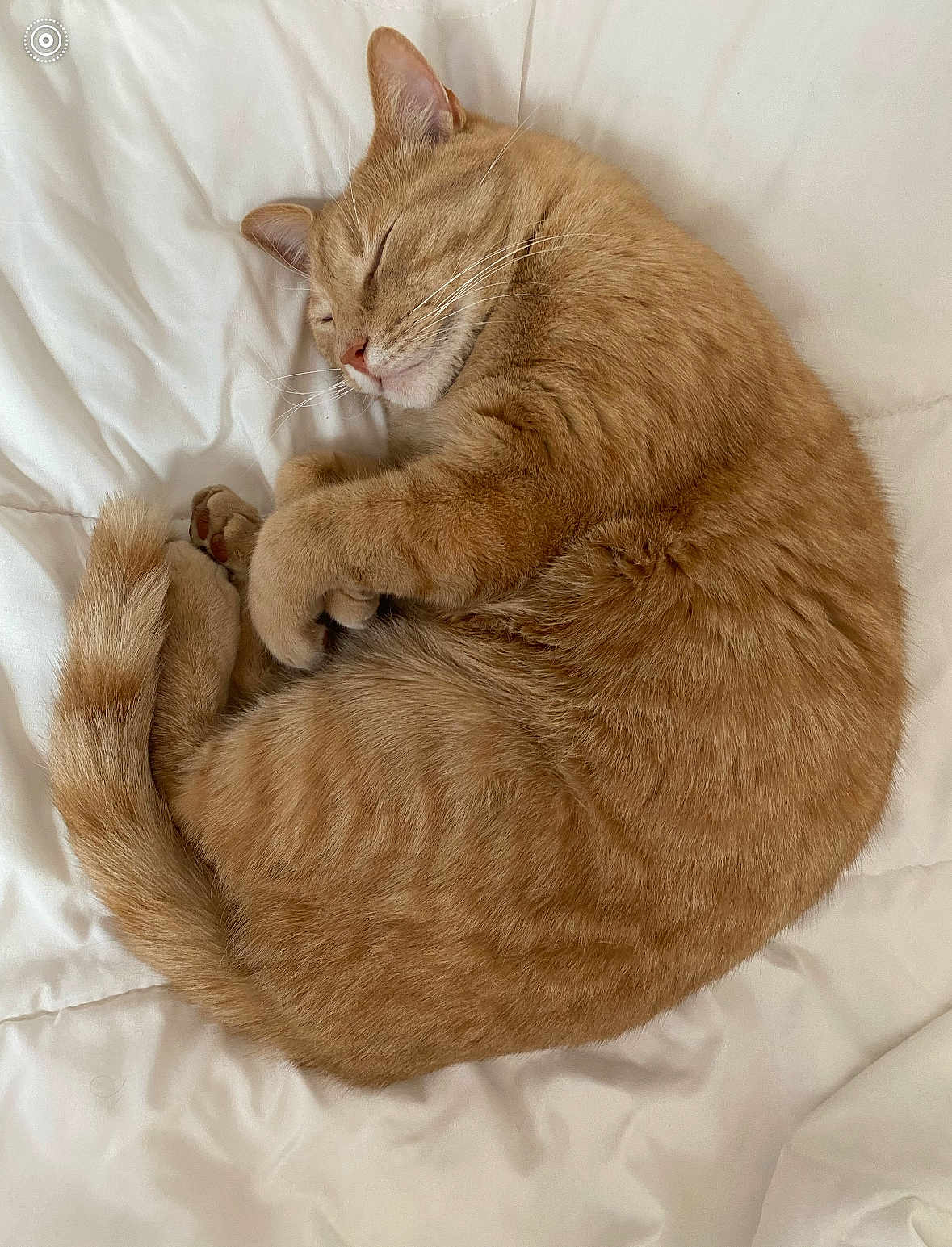 Ham