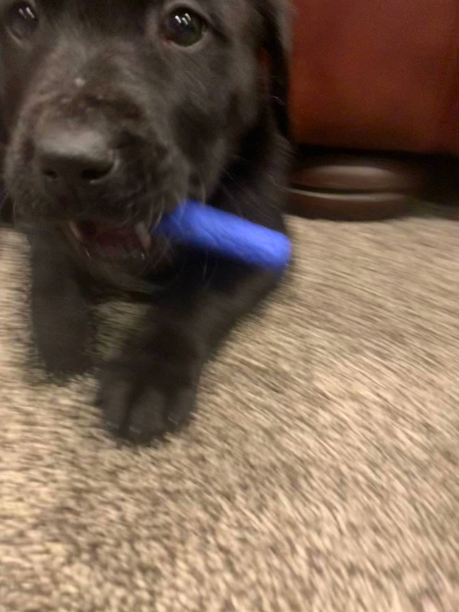 Danny joined the competition — help win amazing prizes! borador, carnivore, companion_dog, dog, dog_breed, dog_collar, electric_blue, flooring, fur, gun_dog, liver, snout, sporting_group, terrestrial_animal, whiskers, wood, working_animal