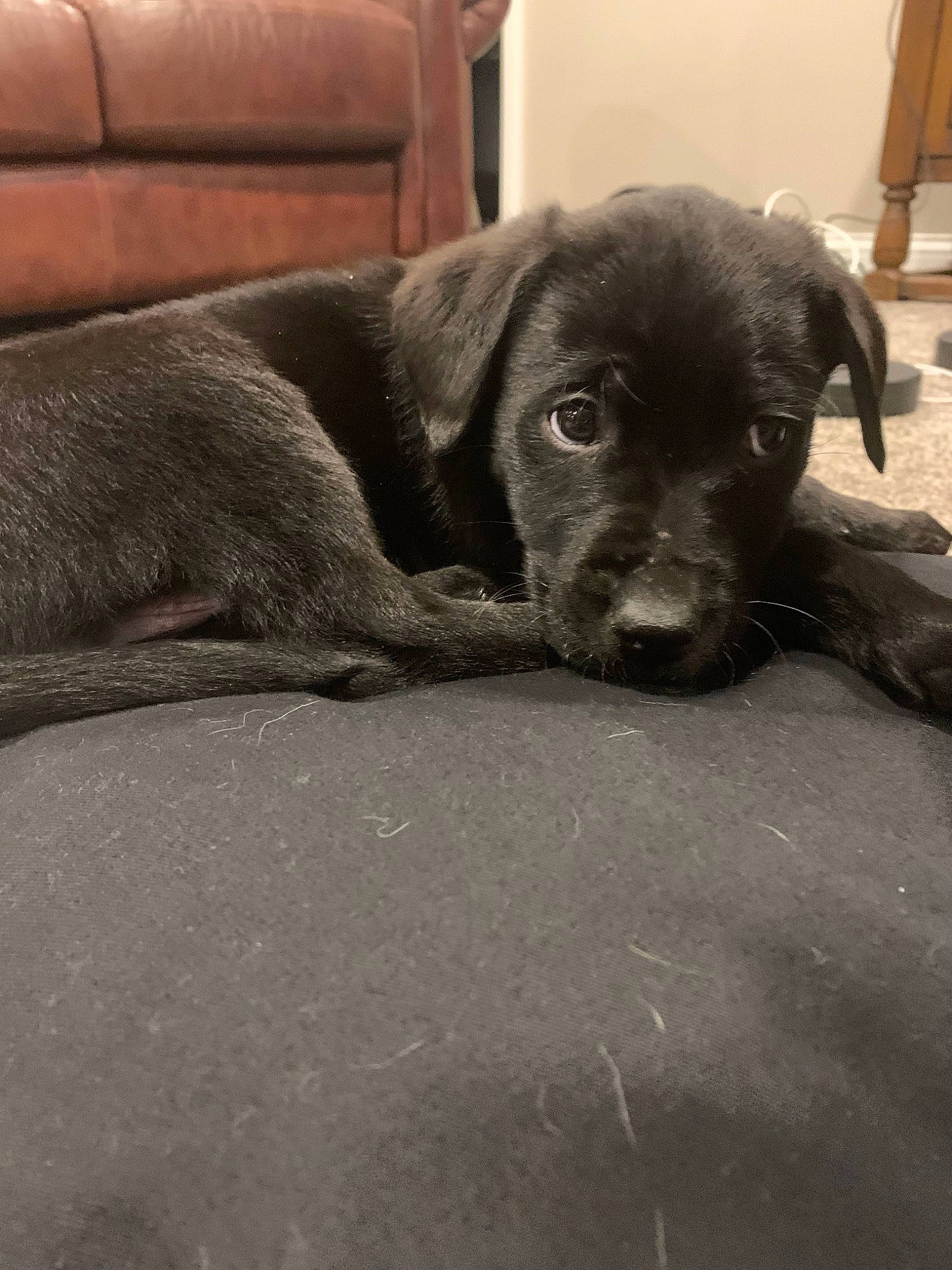 Danny is registered to the contest to win money with this photo: borador, canidae, carnivore, comfort, companion_dog, dog, dog_breed, flooring, fur, grey, guard_dog, gun_dog, monochrome, monochrome_photography, retriever, snout, sporting_group, terrestrial_animal, whiskers, working_animal