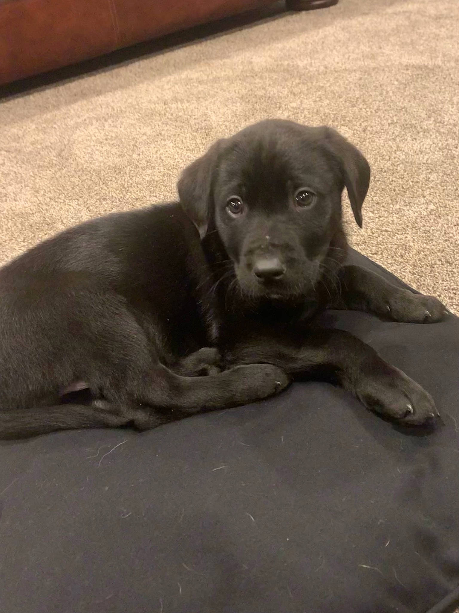 Danny joined the competition — help win amazing prizes! borador, canidae, carnivore, companion_dog, dog, dog_breed, dog_collar, flooring, fur, grey, gun_dog, hunting_dog, liver, pointing_breed, retriever, road_surface, shadow, street_dog, terrestrial_animal, working_animal