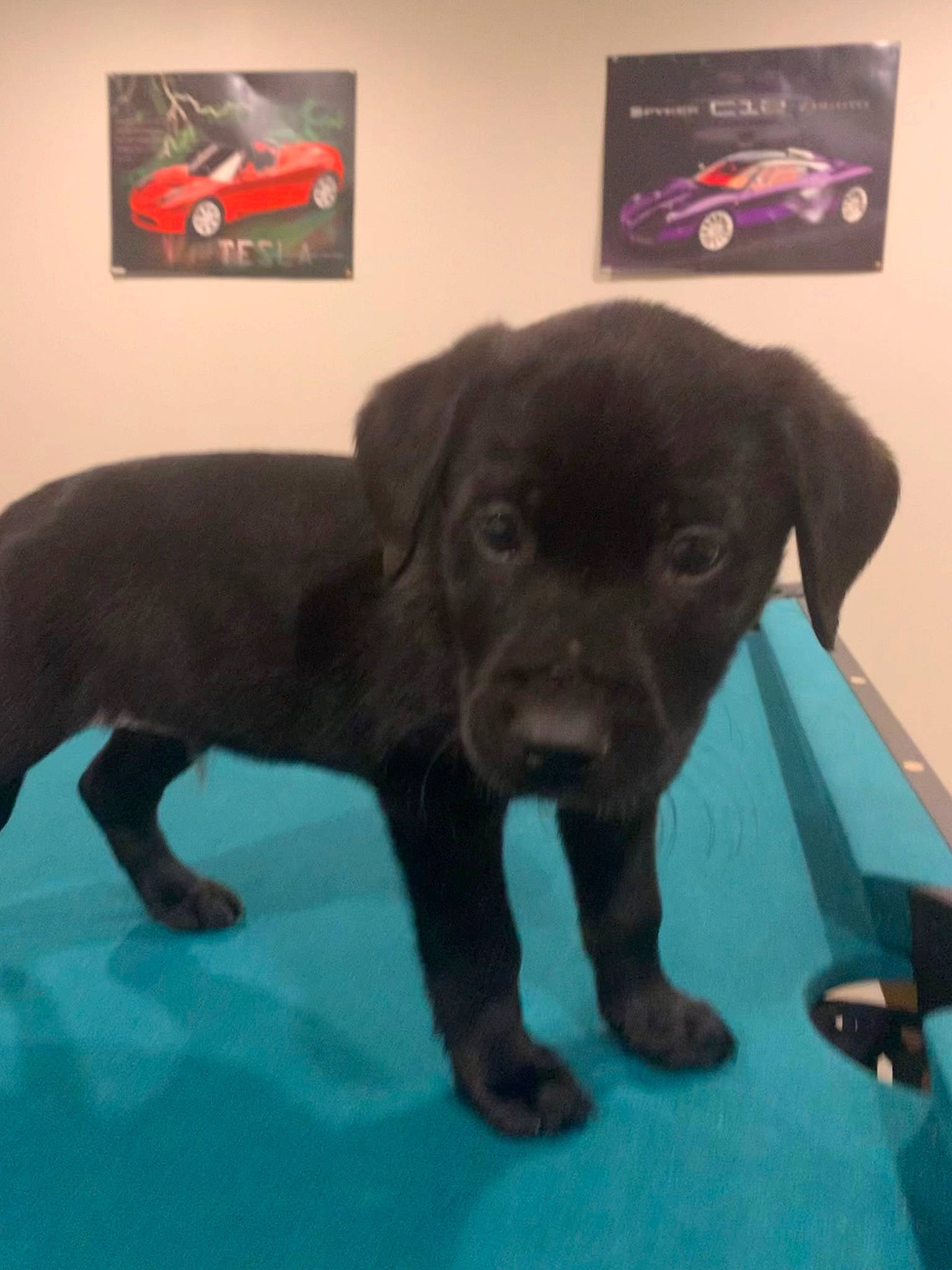 Danny joined the competition — help win amazing prizes! borador, canidae, carnivore, companion_dog, dog, dog_breed, fawn, floor, flooring, fur, gun_dog, liver, mammal, picture_frame, snout, sporting_group, tail, vertebrate, whiskers, working_animal