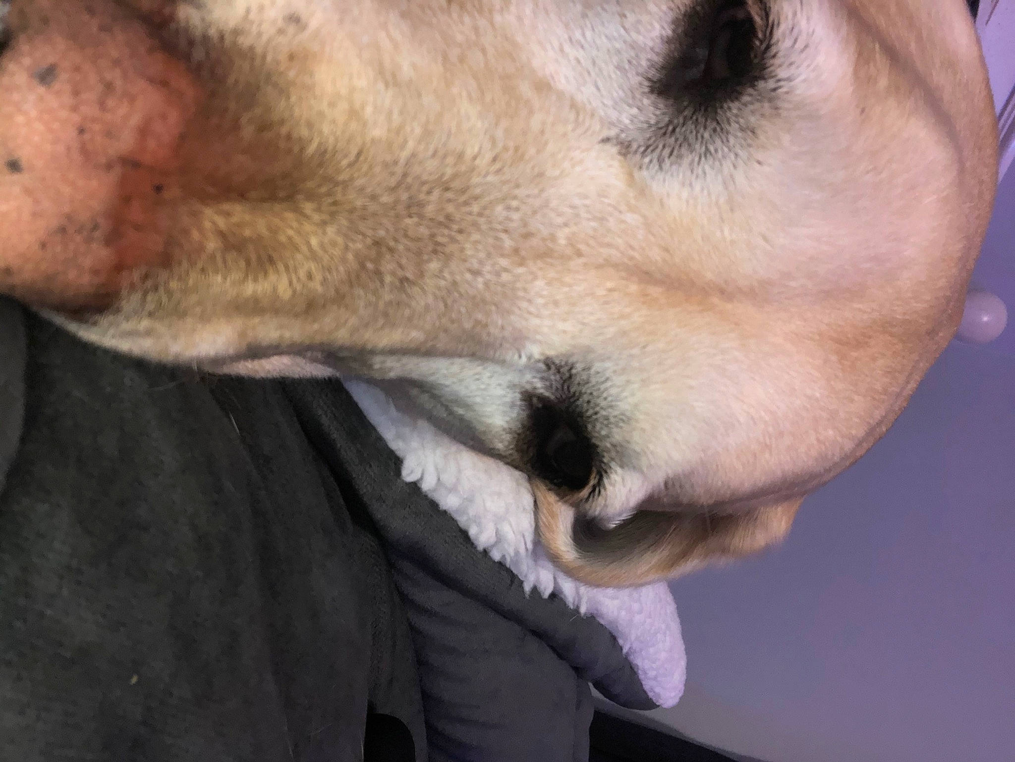 Ginger joined the competition — help win amazing prizes! canidae, carnivore, collar, comfort, companion_dog, dog, dog_breed, ear, fawn, foot, fur, non_sporting_group, snout, sporting_group, terrestrial_animal, whiskers