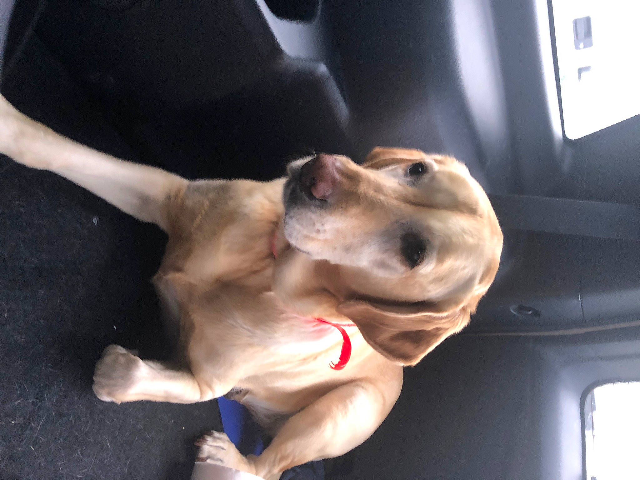 Ginger joined the competition — help win amazing prizes! auto_part, canidae, car, carnivore, collar, companion_dog, dog, dog_breed, dog_collar, dog_supply, fawn, guard_dog, leash, selfie, snout, sporting_group, vehicle_door, whiskers, working_animal, working_dog