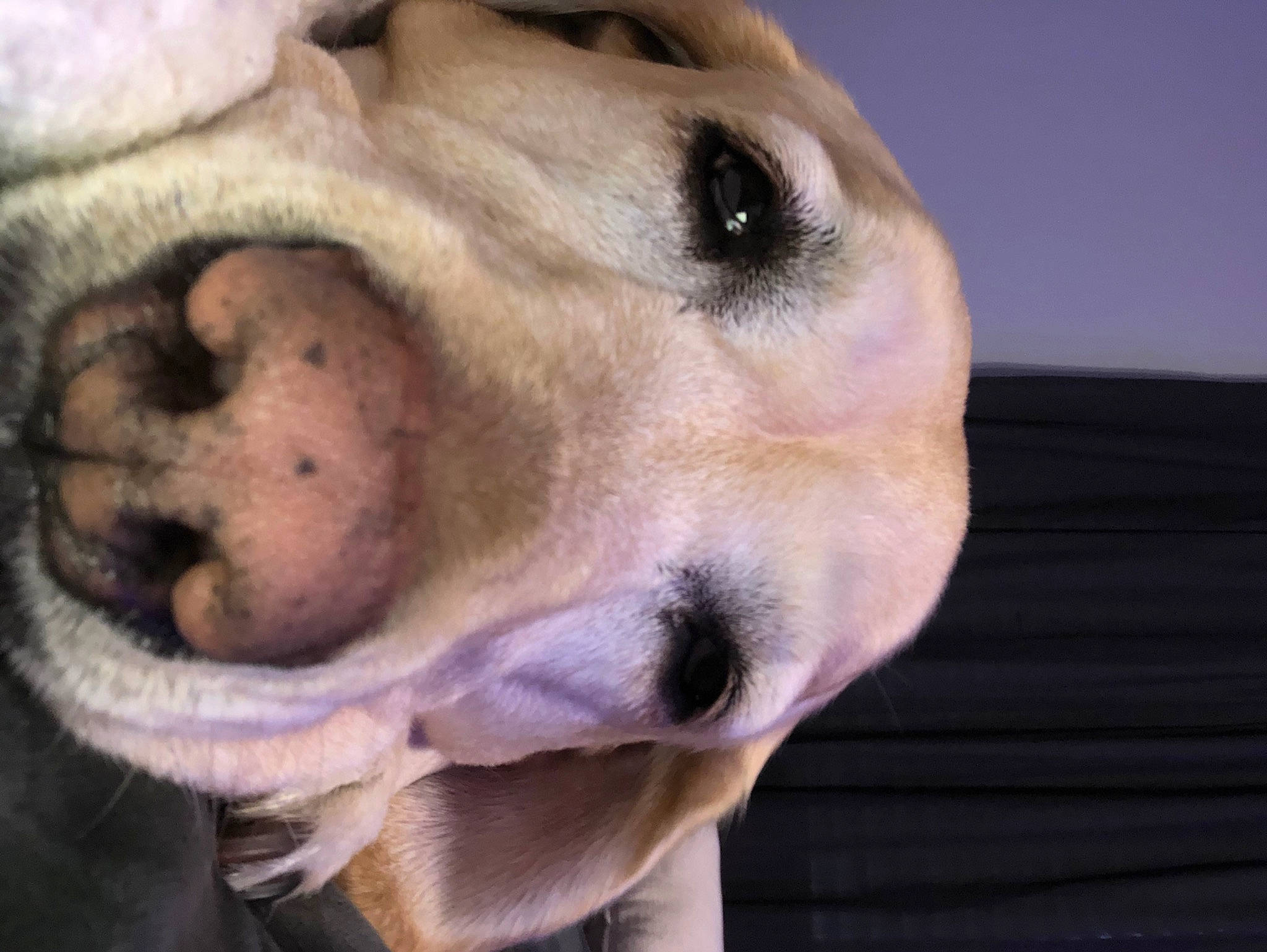 Ginger is registered to the contest to win money with this photo: canidae, carnivore, collar, companion_dog, dog, dog_breed, dog_collar, dog_supply, ear, fawn, fur, jaw, labrador_retriever, non_sporting_group, paw, pet_supply, snout, sporting_group, whiskers, working_animal