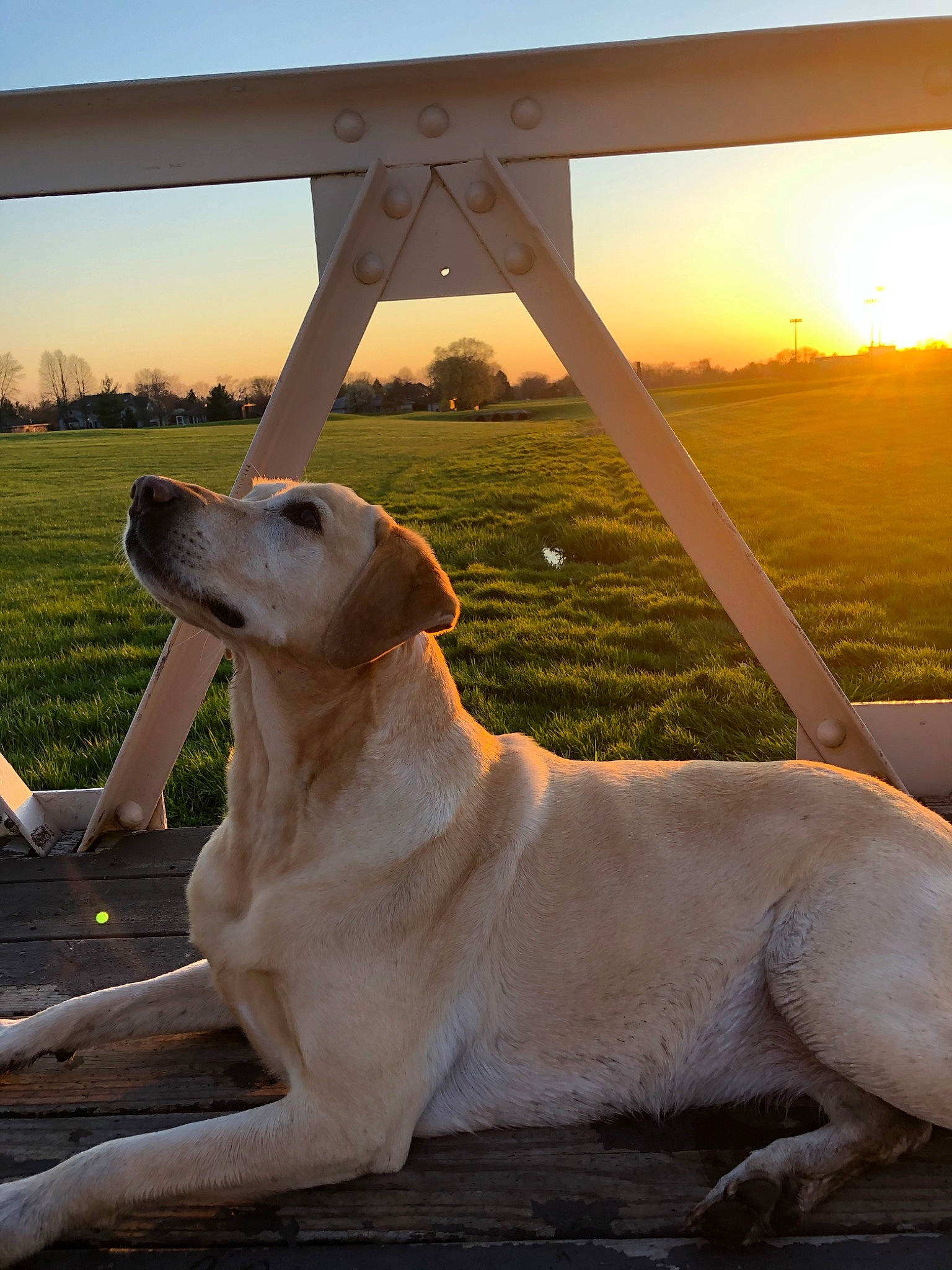 Ginger is registered to the contest to win money with this photo: anatolian_shepherd_dog, canidae, carnivore, dog, dog_breed, fawn, guard_dog, hunting_dog, labrador_retriever, mammal, retriever, sky, snout, sporting_group, vertebrate