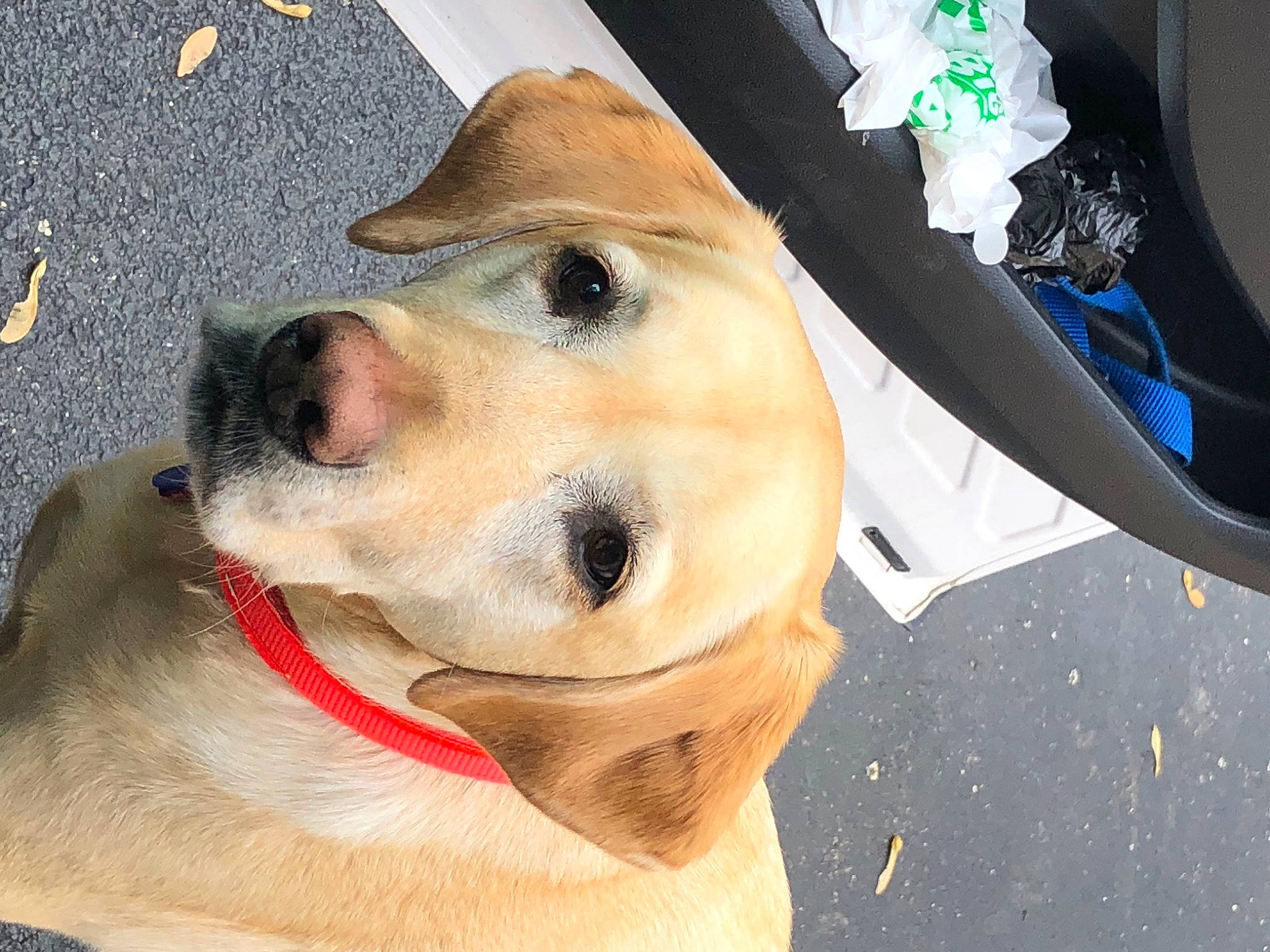 Ginger is registered to the contest to win money with this photo: canidae, carnivore, collar, companion_dog, dog, dog_breed, dog_collar, dog_supply, fashion_accessory, fawn, fur, hat, leash, paw, pet_supply, snout, sporting_group, whiskers, working_animal, working_dog