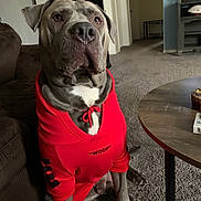 Jax joined the competition — help win amazing prizes! dog, hoodie, red_clothing, indoor, carpet, living_room, brown_couch, table, pet, sitting, canine, animal, mammal, furniture, casual, domestic, cute, friendly, companion, wearing_clothes