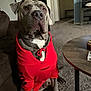 dog, hoodie, red_clothing, indoor, carpet, living_room, brown_couch, table, pet, sitting, canine, animal, mammal, furniture, casual, domestic, cute, friendly, companion, wearing_clothes