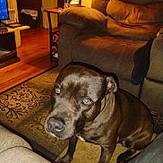 Co-Co joined the competition — help win amazing prizes! dog, brown_dog, pet, indoor, living_room, carpet, couch, furniture, floor, lamp, table, water_bottle, door, wood_floor, home, animal, canine, curious, seated, domestic