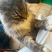 Udy a rejoint le concours — aidez-le/la à gagner de superbes lots ! cat, gray_cat, tabby, fluffy_fur, whiskers, paw, person, leg, pants, indoor, tile_floor, chair, woven_chair, closeup, pet, animal, feline, cute, affection, cozy