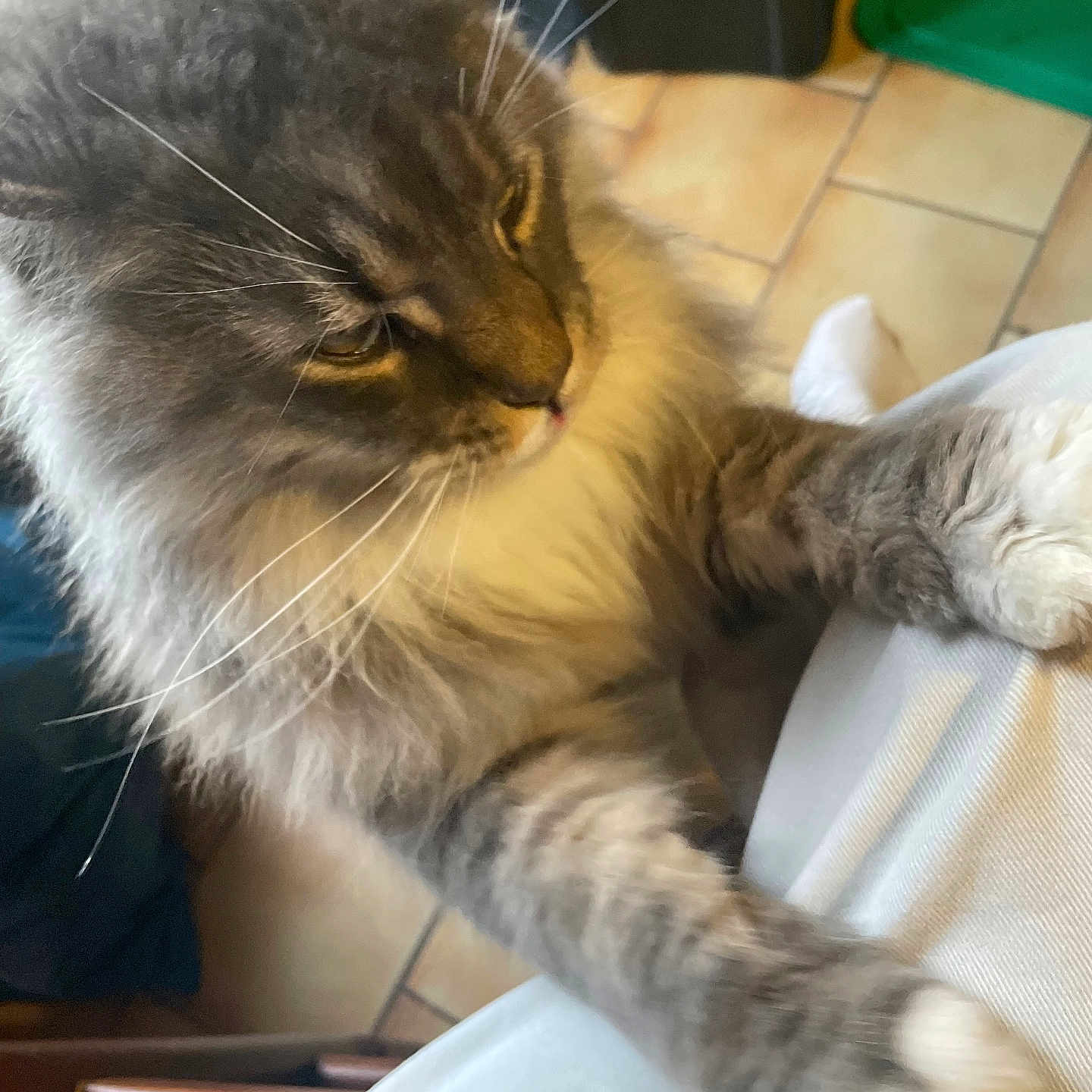 Udy a rejoint le concours — aidez-le/la à gagner de superbes lots ! cat, gray_cat, tabby, fluffy_fur, whiskers, paw, person, leg, pants, indoor, tile_floor, chair, woven_chair, closeup, pet, animal, feline, cute, affection, cozy