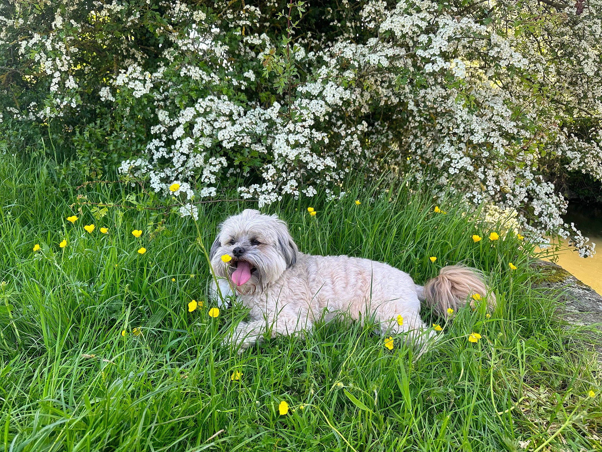 Bear joined the competition — help win amazing prizes! annual_plant, botany, canidae, carnivore, companion_dog, dog, dog_breed, flower, flowering_plant, garden, grass, groundcover, lawn, mal_shi, plant, shrub, sporting_group, toy_dog, water_dog, working_animal