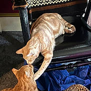 Gilligan And Ginger is registered to the contest to win money with this photo: affection, blanket, carpet, cat, cats, chair, feline, friendship, grooming, home_interior, indoor, leopard_print, orange_tabby, patterned_textile, paw, pet, relaxing, tabby, touching, upholstery